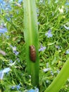 Arion vulgaris Moquin-Tandon on a long green leaf