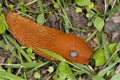 Arion vulgaris, spanish slug Royalty Free Stock Photo