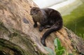 Ariranha (otter) Royalty Free Stock Photo