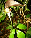 Arisaema filiforme Royalty Free Stock Photo