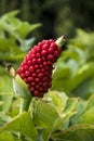 Red fruits of Arisaema tortuosum Royalty Free Stock Photo