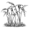 Arisaema Triphylla Flower vintage illustration