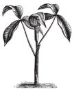Arisaema triphyllum or wild turnip old engraving