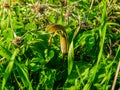 Arisarum