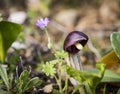 Arisarum simorrhinum wild plant in nature Royalty Free Stock Photo