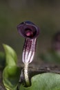 Arisarum Vulgare Royalty Free Stock Photo