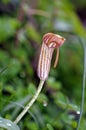 Arisarum vulgare, Crete