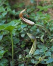 Arisarum vulgare - Friar's Cowl, perennial wild plant