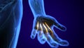 3d rendered, medically accurate illustration of the extensor digitorum