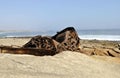 Aristea Ship Wreck on Westcoast South Africa