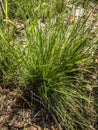 Aristida stricta growing in the undergrowth Royalty Free Stock Photo