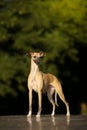 Aristocratic breed - whippet dog conformation show portrait