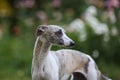 Aristocratic breed - whippet dog conformation show portrait