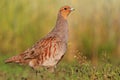 Aristocratic trophy hunter gray partridge