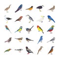 Birds Flat Vector Icons Set