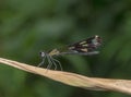 Aristocypha Quadrimaculata, Damselfy, Garo Hills, Meghalaya, India Royalty Free Stock Photo