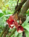 Aristolochia Arborea plant
