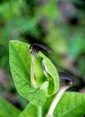 Aristolochia - black wild flower aka birthwort, pipevines Royalty Free Stock Photo