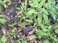 Aristolochia californica, The California Pipevine, 1