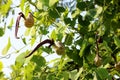 Aristolochia flower on green leaf nature background