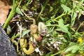 Aristolochia flower and leaf closeup