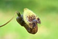 Aristolochia flower in light green background