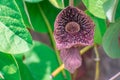 Aristolochia flowers