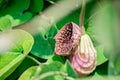 Aristolochia flowers