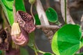 Aristolochia flowers