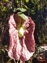 Aristolochia gigantea is a plant of the Aristoloquiaceae family native to Brazil.