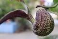 Aristolochia grandiflora or Dutchman\'s pipe flower
