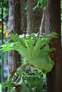 Aristolochia indica in fresh forest in Thailand