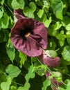 Aristolochia macrophylla, shrubby liana