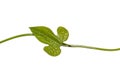 Aristolochia pothieri Pierre ex Lecomte leaf