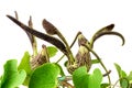 Aristolochia ringens flowers and green leaves isolated on white background