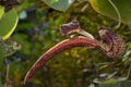 Aristolochia ringens Vahl.