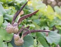 Aristolochia ringens Vahl