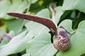 Aristolochia ringens Vahl