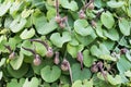 Aristolochia ringens Vahl