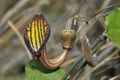 Aristolochia sempervirens