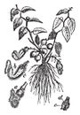 Aristolochia vintage illustration