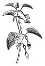 Aristolochia vintage illustration