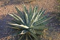 Arizona - Agava sp. in the beautiful desert in the sky