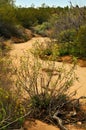 Arizona Desert Arroyo