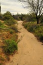 Arizona Desert Arroyo