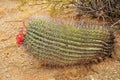 Arizona Barrel Cactus close up