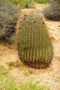 Arizona Barrel Cactus Royalty Free Stock Photo
