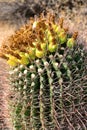 Arizona Barrel Cactus