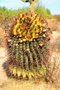 Arizona Barrel Cactus