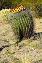 Arizona Barrel Cactus Sonora Desert Arizona